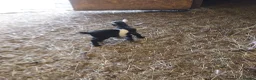 Goats livestock for sale: Pygmy Goats for sale x 4 - Advert 4