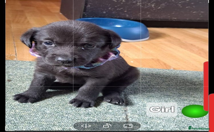 Mixed Breed dogs - Advert 1