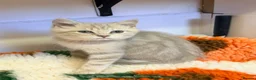 British Shorthair cats for sale: Lilac GCCF registered BSH kittens in Swansea - Advert 19
