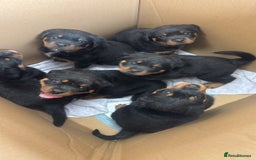 Rottweiler dogs for sale: Rottweiler chunky Puppies *READY TO LEAVE* - Image 20