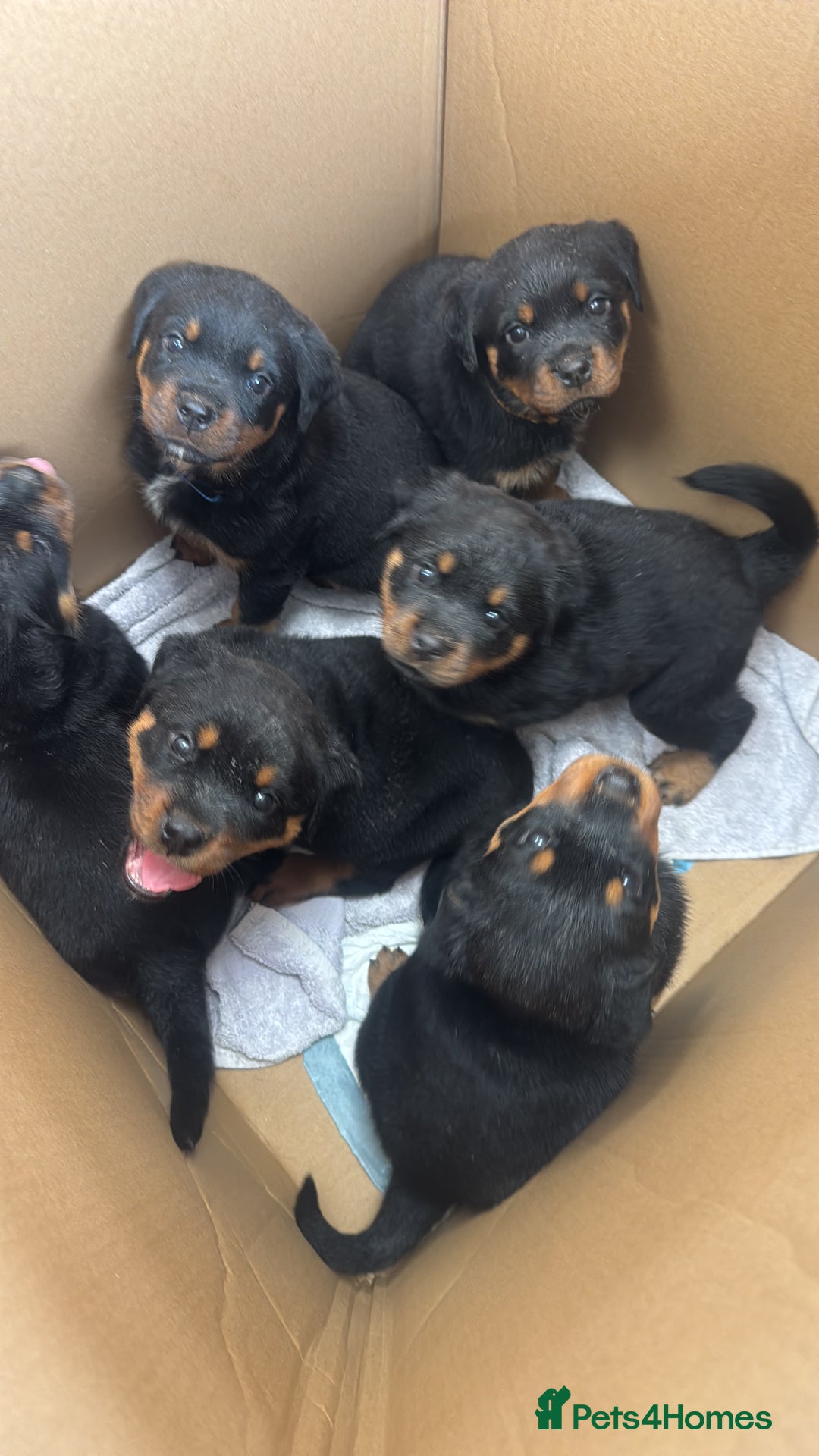 Rottweiler dogs for sale: Rottweiler chunky Puppies *READY TO LEAVE* - Image 20
