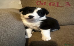 Border Collie dogs for sale: Border Collie puppies for sale - Image 10