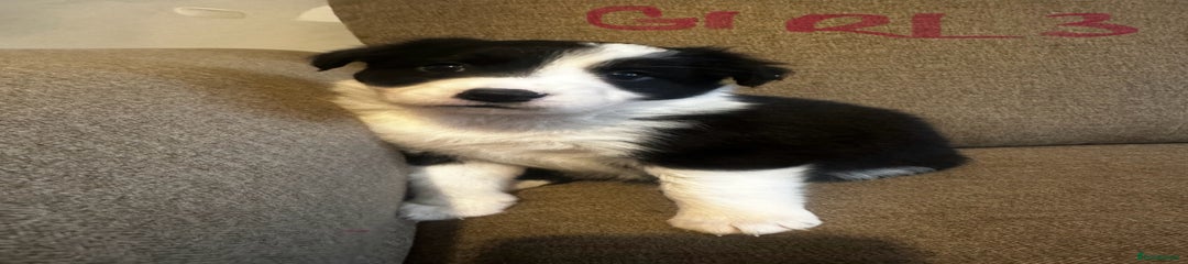 Border Collie Puppy 5