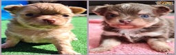 Chihuahua dogs for stud: KC Lilac Tri Long Coat Chihuahua Well Proven Stud in Washington - Advert 6