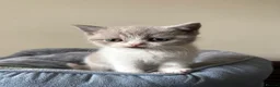 British Shorthair cats for sale: British Shorthair Kittens for Sale - Advert 18