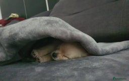 Chihuahua dogs for sale: Gorgeous Tiny Chihuahua Pups - Beautiful Cream Boy - Image 12
