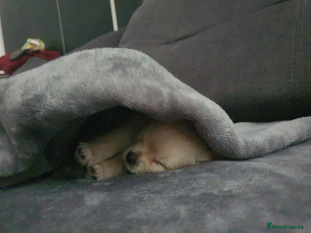 Chihuahua dogs for sale: Gorgeous Tiny Chihuahua Pups - Beautiful Cream Boy - Image 12