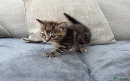 Mixed Breed cats for sale: Tortie kittens  - Image 5
