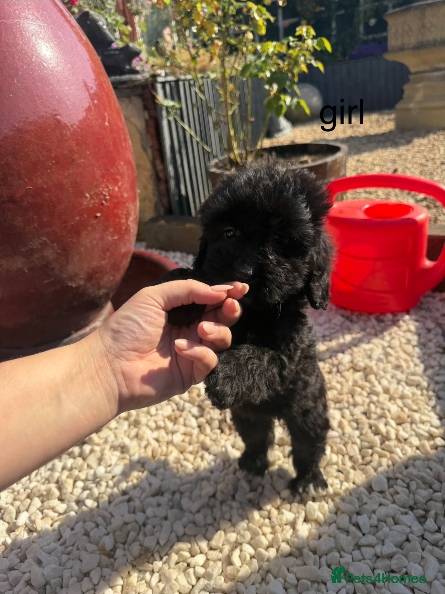 Cockapoo dogs cockapoo puppies for sale  - Advert 11