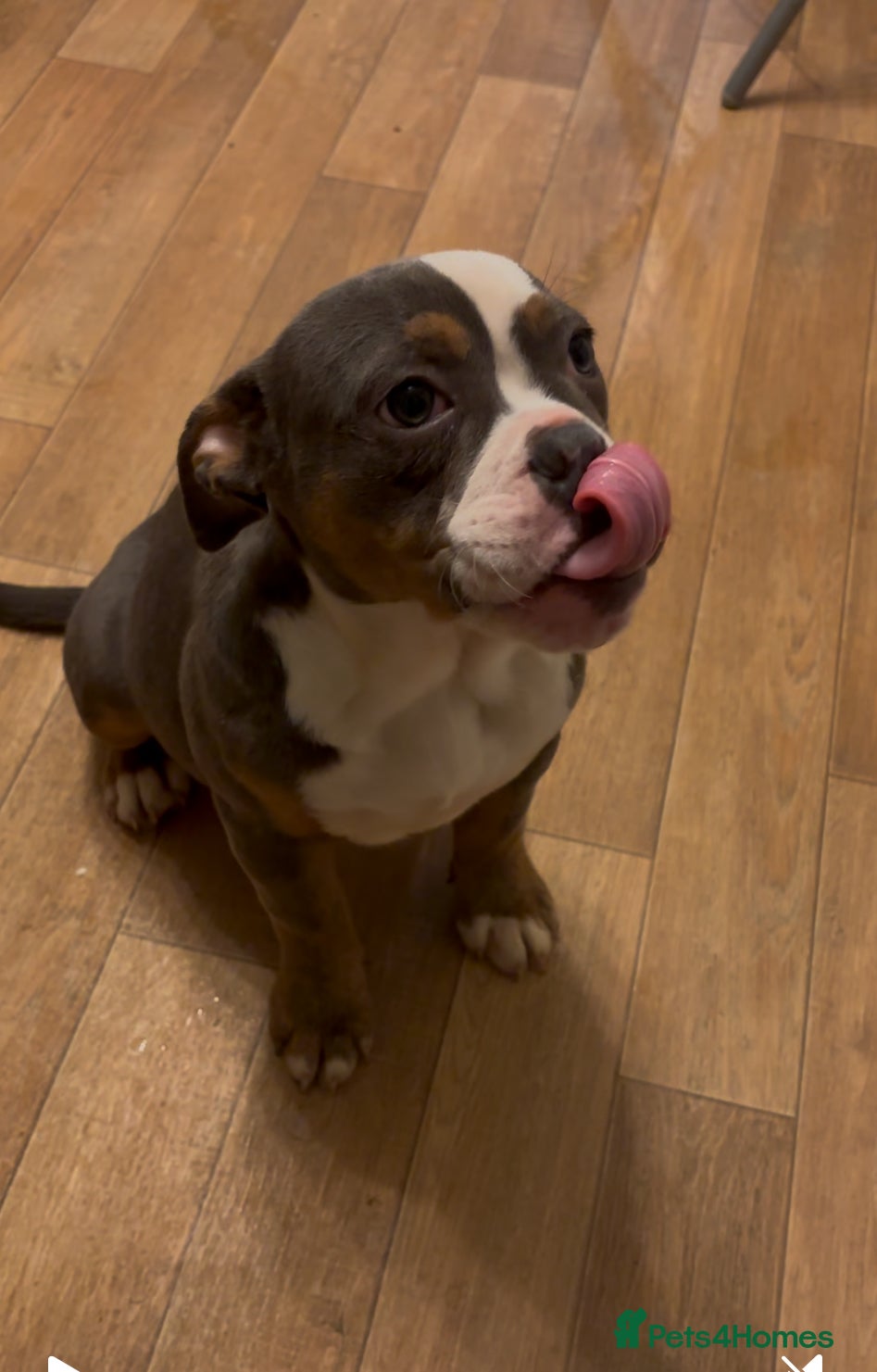 Olde English Bulldogge dogs Olde English bulldogs - Advert 18