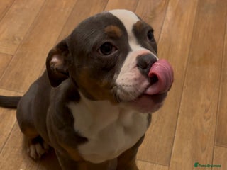 Olde English Bulldogge dogs Olde English bulldogs - Advert 18