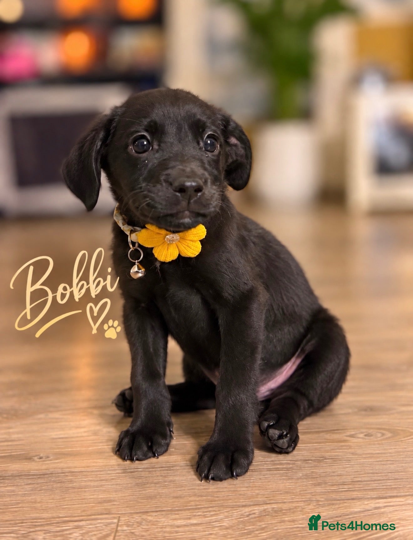 Labrador Retriever dogs Labrador boxerdore pups ready now - Advert 2