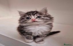 Persian cats for sale: ⭐️Beautiful Persian X Kittens⭐️ - Image 4