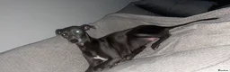 Whippet dogs for sale: Blue whippet puppies 💙 - Advert 3