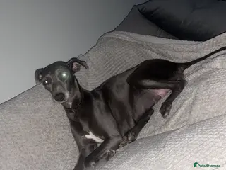 Whippet dogs Blue whippet puppies 💙 - Advert 5