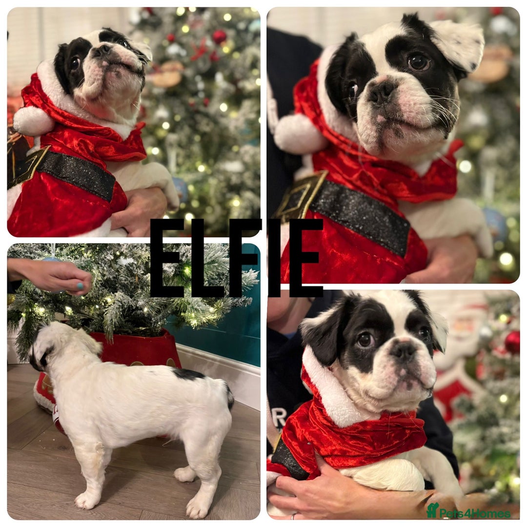 French Bulldog dogs for sale: Fluffy Frenchie’s  - Advert 5