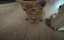 Asian cats for sale: 2 Gorgeous Ginger Male Kittens & 1 Black & grey  - Image 4