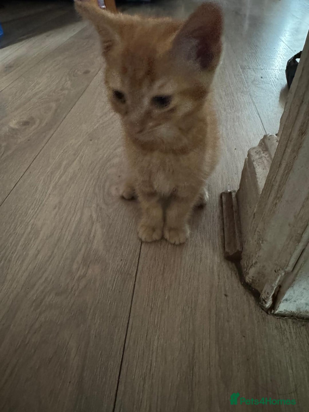 Asian cats for sale: 2 Gorgeous Ginger Male Kittens & 1 Black & grey  - Image 4
