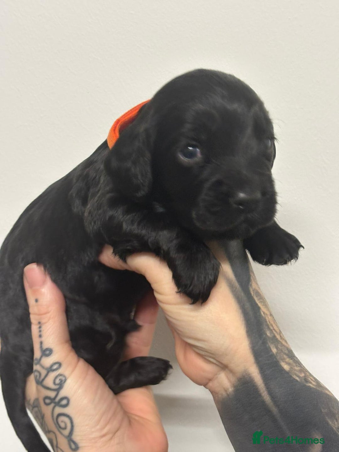 Cocker Spaniel dogs for sale: 4 Gorgeous working cocker spaniels  - Advert 7