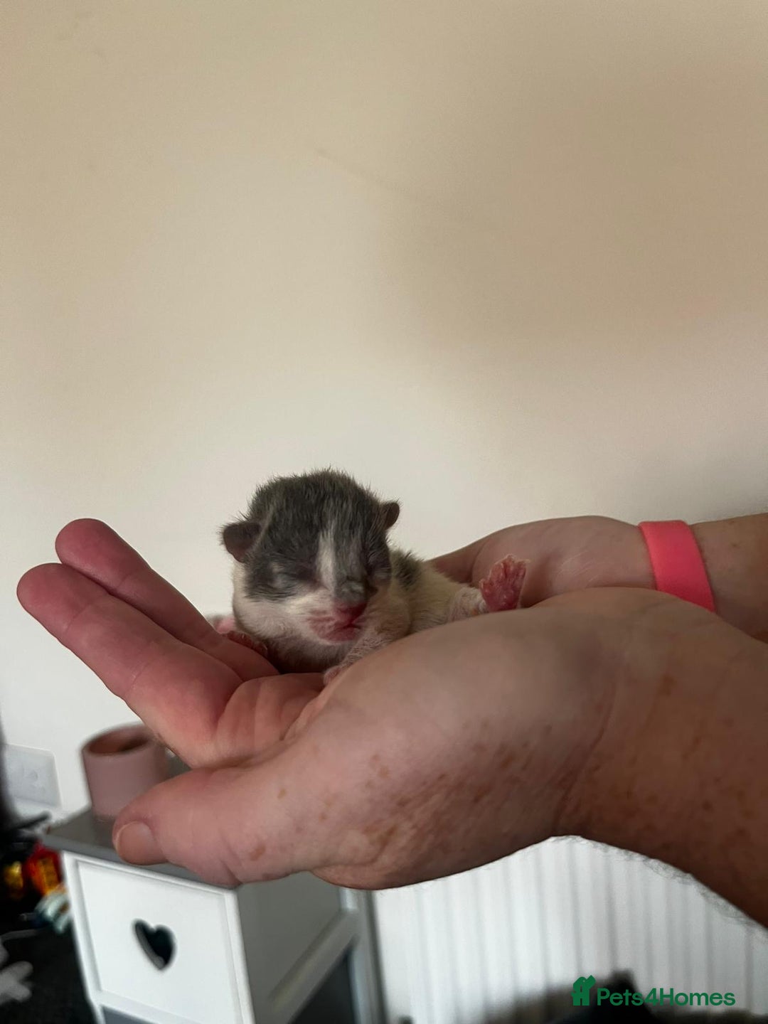 British Longhair cats for sale: 💕 Beautiful litter of BLH Kittens 💕 - Image 2
