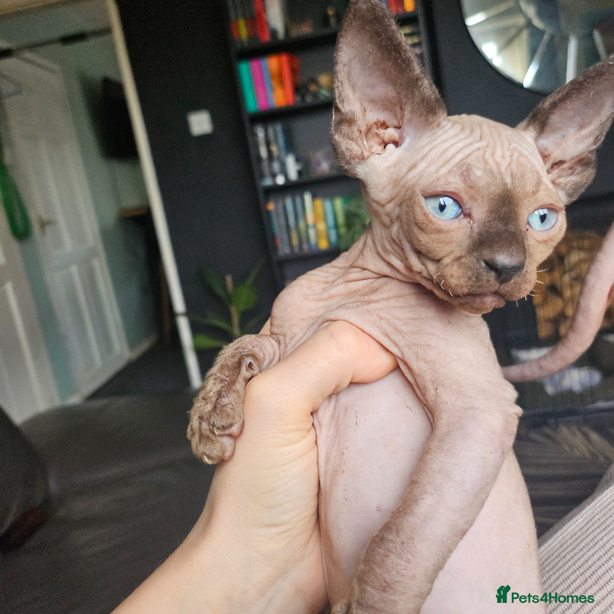 Sphynx cats Sphynx kittens  - Advert 8