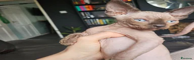 Sphynx Kitten 1 Tubby