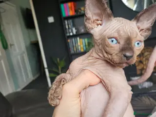 Sphynx cats Sphynx kittens - Advert 8