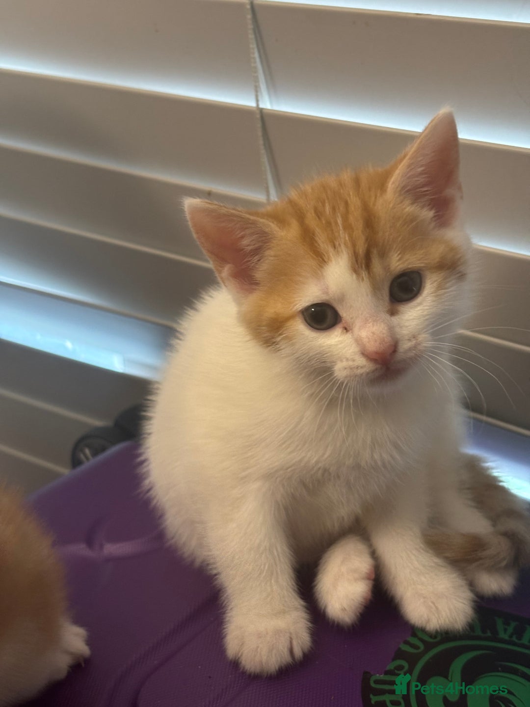 Mixed Breed cats for sale: Adorable Fluffy Kittens - Advert 18