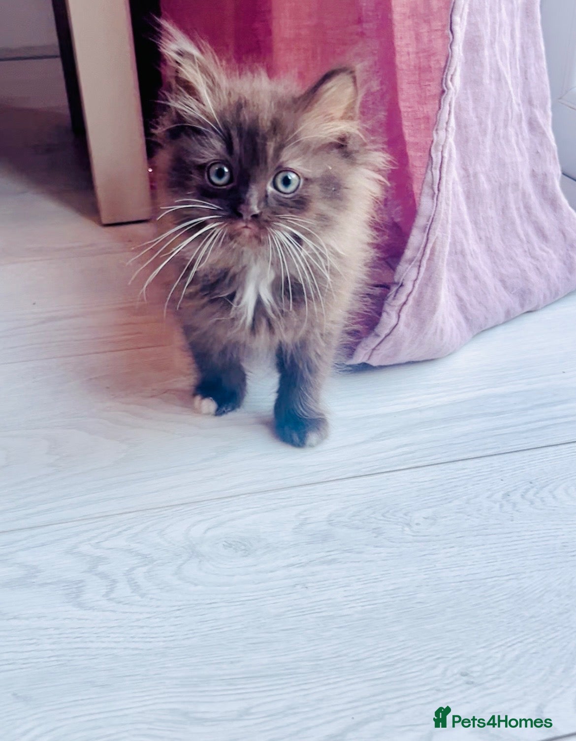 Ragdoll cats Half pershian/half ragdoll - Advert 1