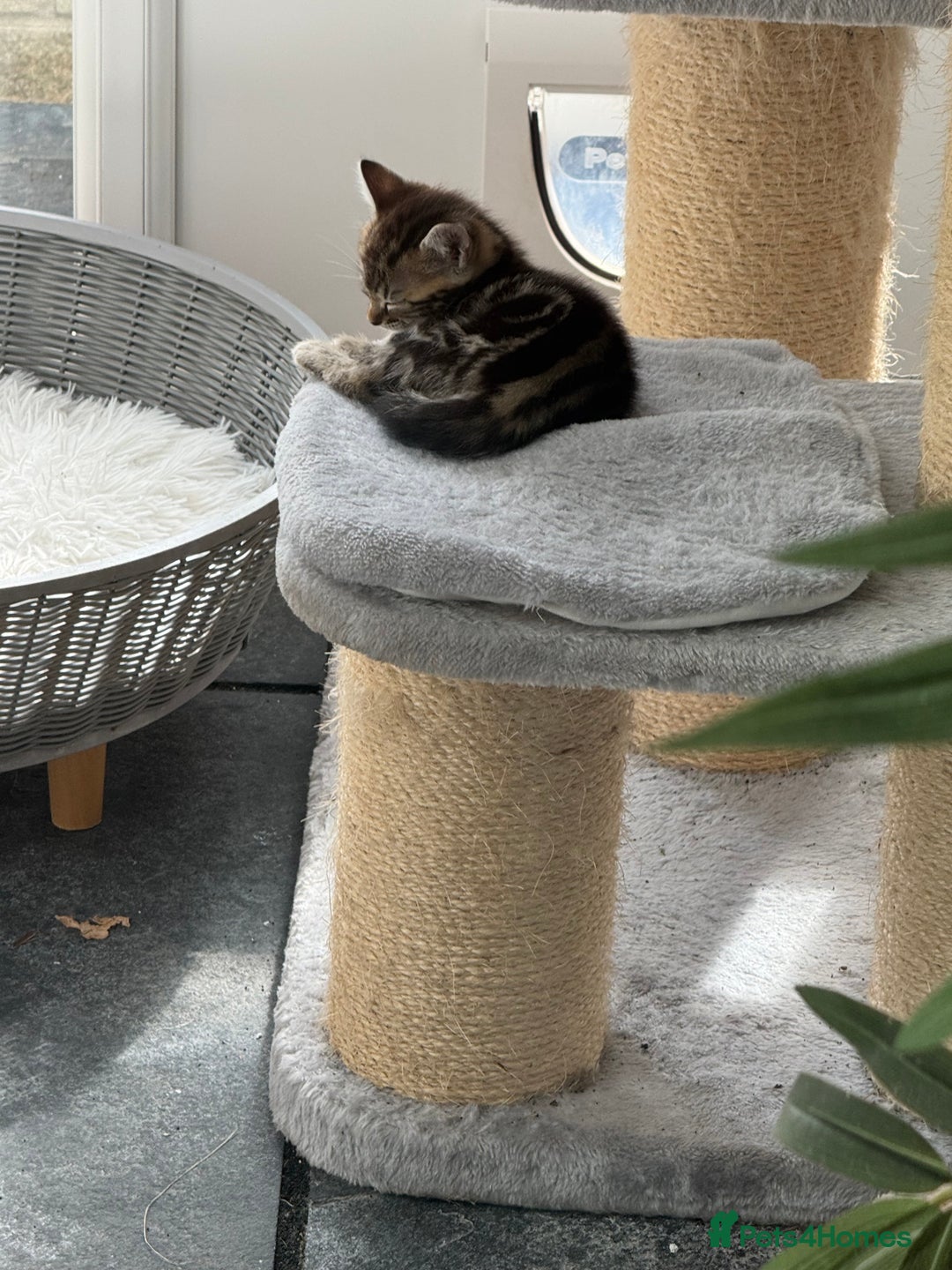 Bengal cats for sale: MARBLED & Spotted BENGALS TiCA Reg 1 kitten left  - Image 9