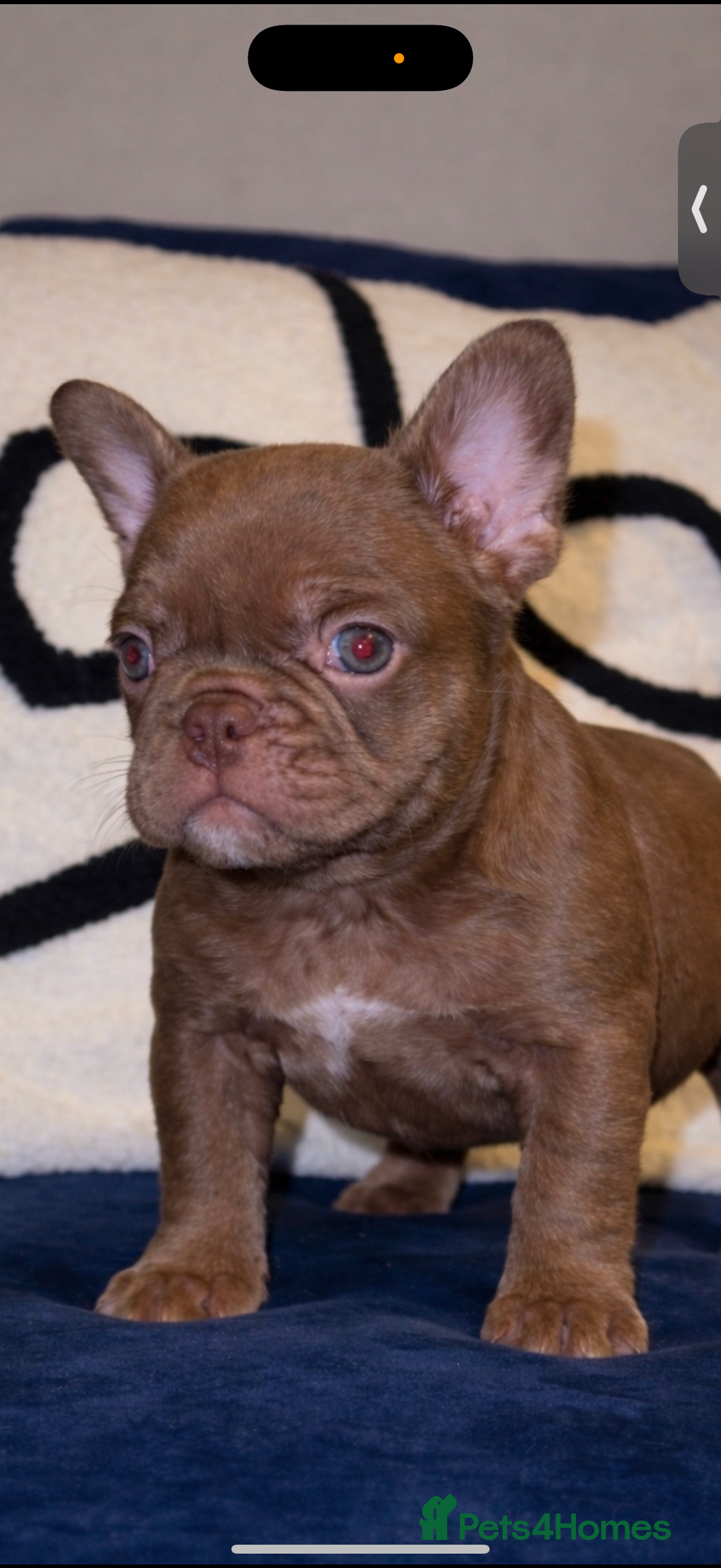 French Bulldog dogs for sale: Rojo french bulldog puppies - Advert 8