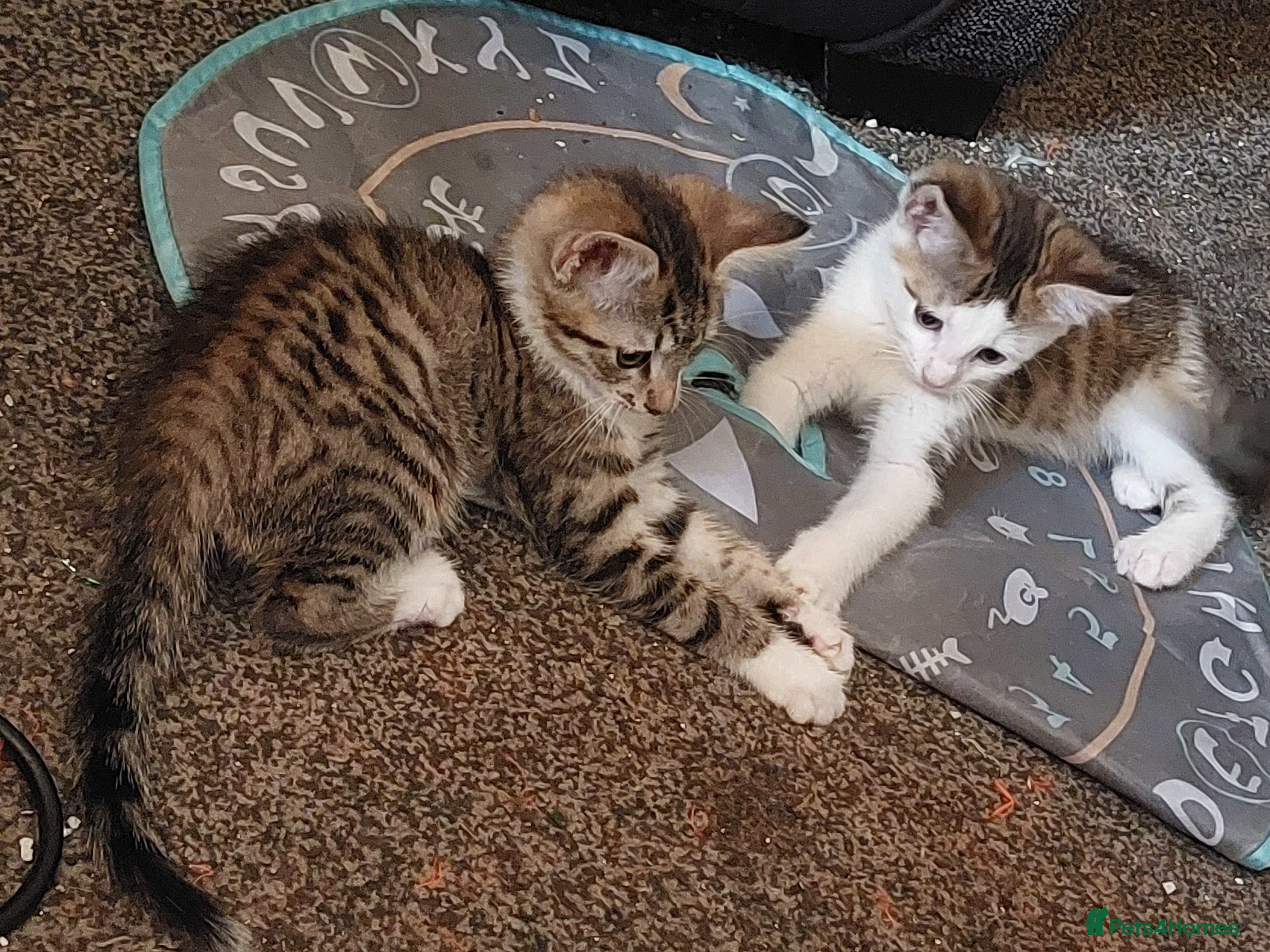 British Shorthair cats Two dark tabby/ginger longhair kittens  - Advert 9