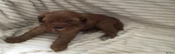 Cockapoo dogs for sale: Beautiful f2 cockapoo puppies - Advert 18