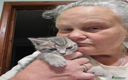 Mixed Breed cats for sale: Male Tabby For Sale - Image 2