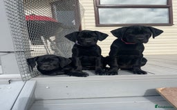 Mixed Breed dogs for sale: Rottweiler/vizsla - Image 31