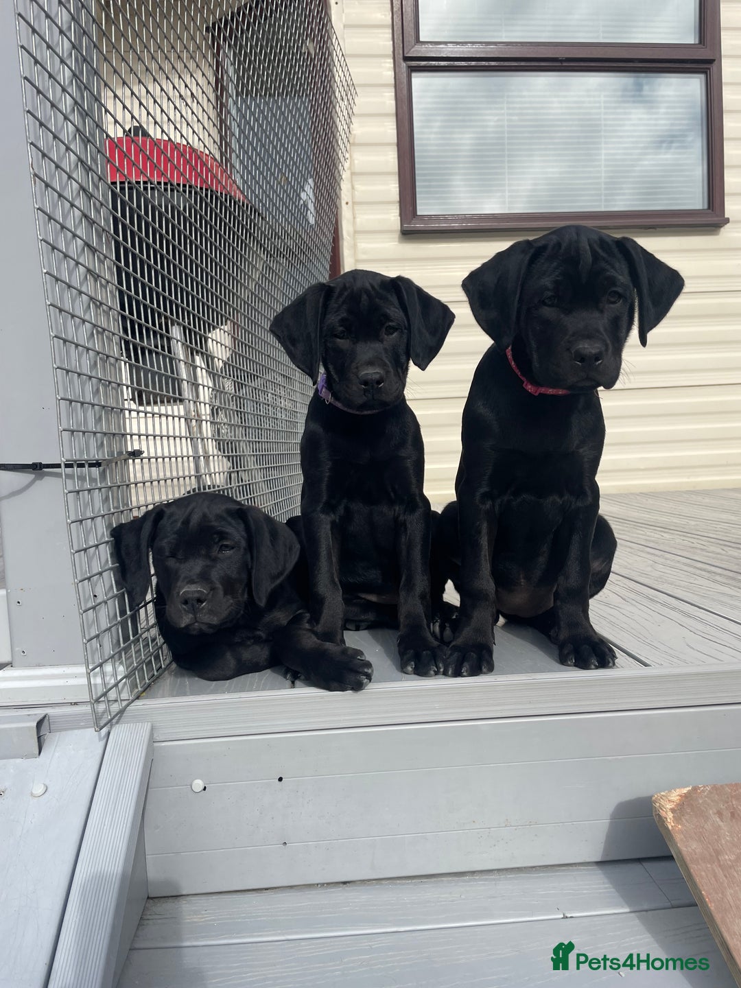 Mixed Breed dogs for sale: Rottweiler/vizsla - Image 31