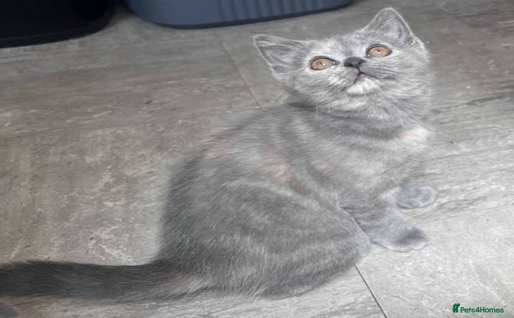 Scottish Fold cats in Nottingham - Advert 3
