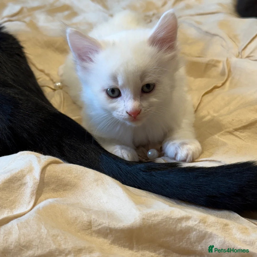 Mixed Breed cats for sale: Beautiful litter of kittens  - Advert 10