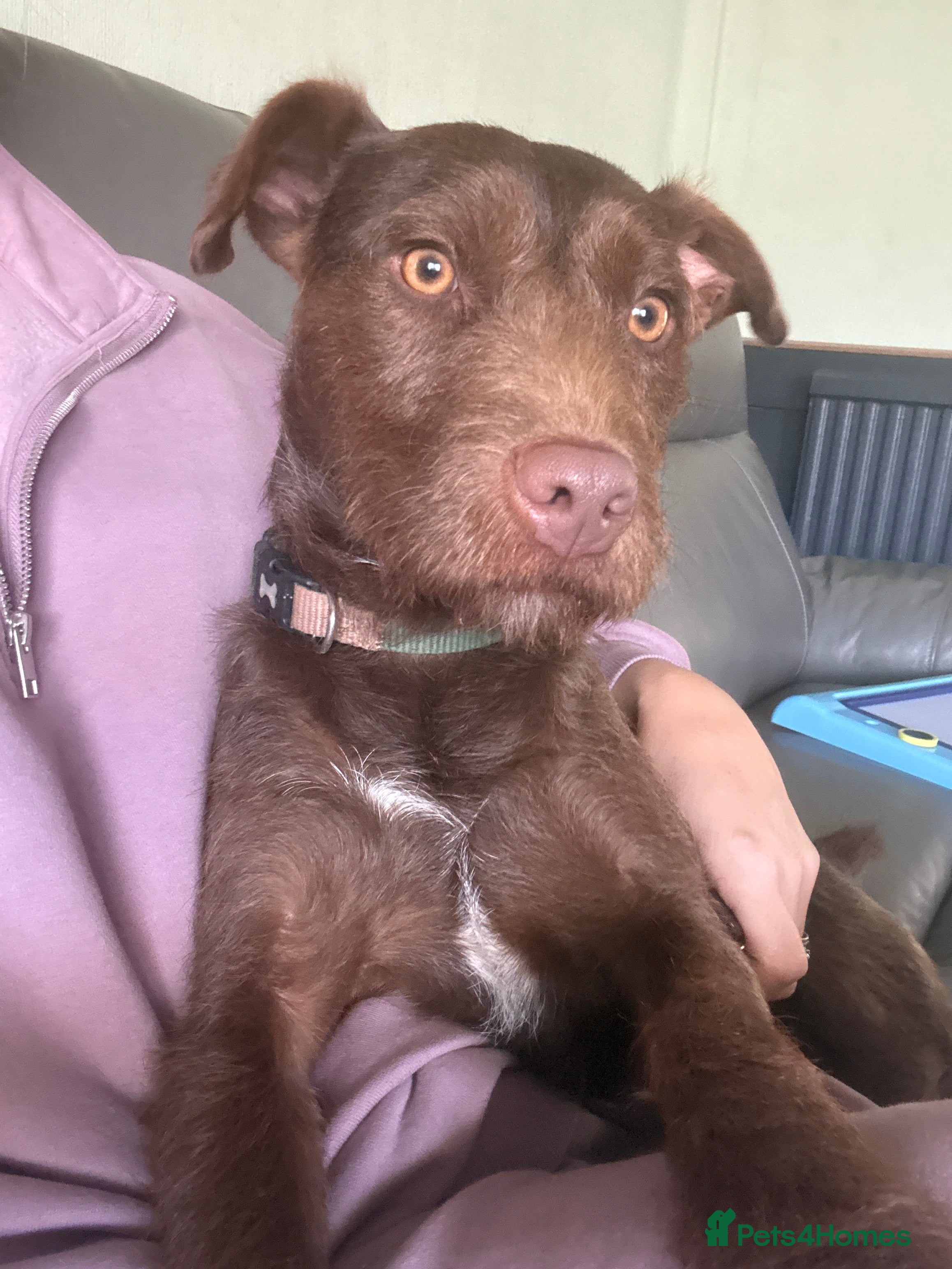 Patterdale Terrier dogs 2 years old patterdale terrier  - Advert 6