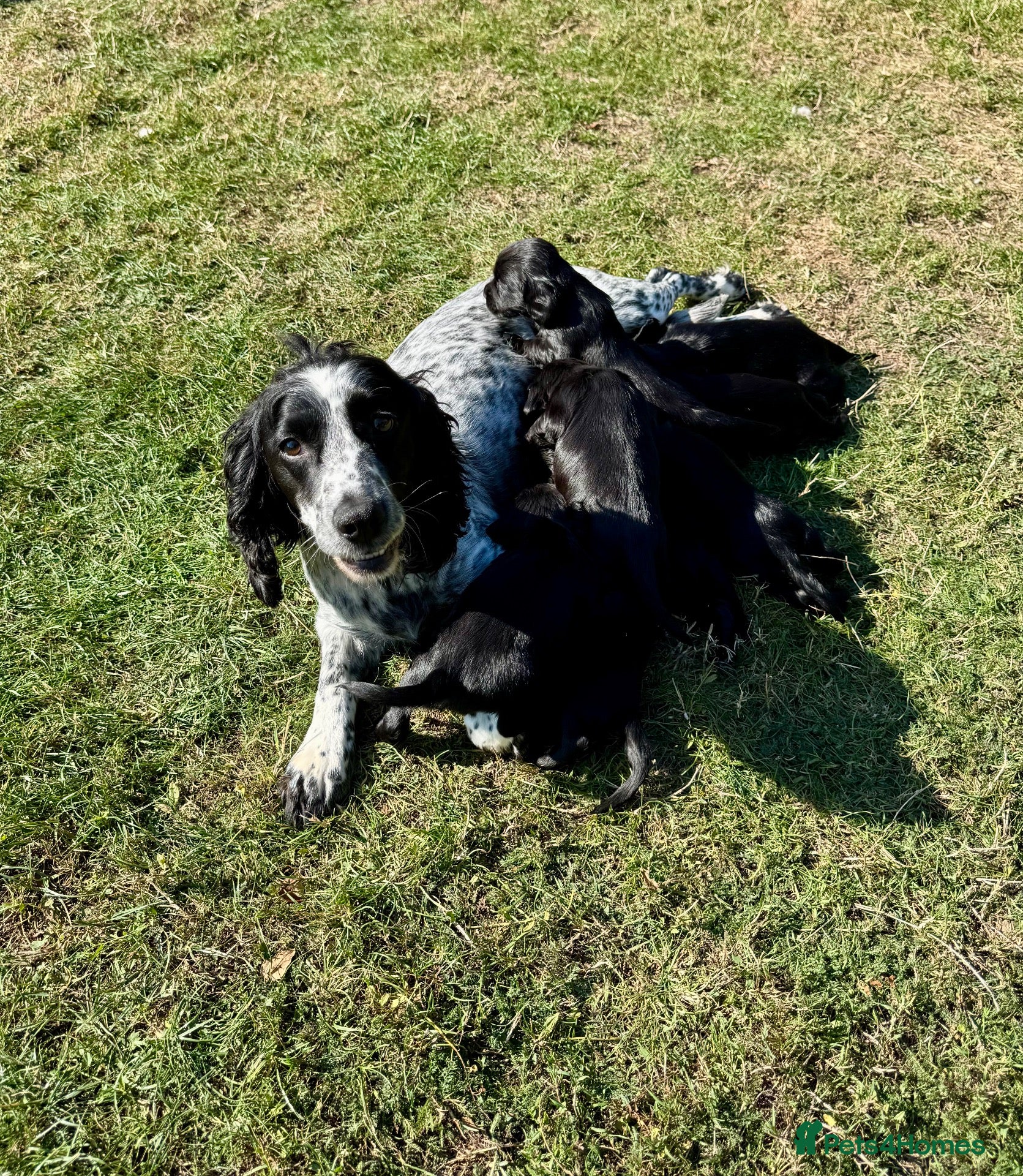 Sprocker dogs Beautiful Sprocker Puppies  - Advert 1