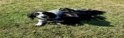 Sprocker dogs for sale: Beautiful Sprocker Puppies  in Sudbury - Advert 1