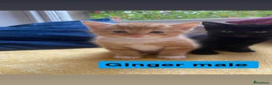 Mixed Breed 3