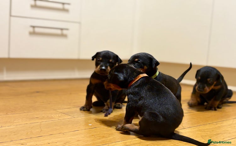 Dobermann dogs - Advert 3