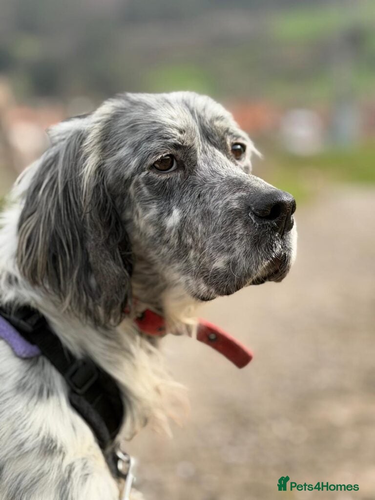 English Setter dogs Iru   - Advert 13