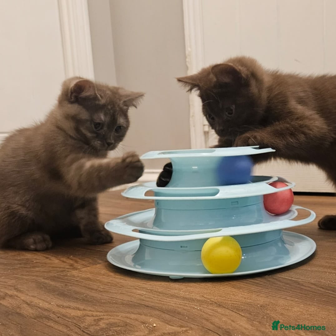 British Shorthair cats 🤎Chocolate British Shorthair Kittens 🤎 - Advert 1