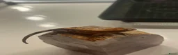 Gecko reptiles for sale: Stunning baby crested geckos - Advert 8