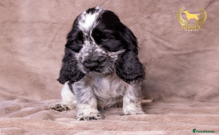Cocker Spaniel dogs - Advert 4