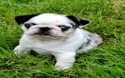 Pug dogs for sale: Pug puppies-Merle, panda and koi - Image 28