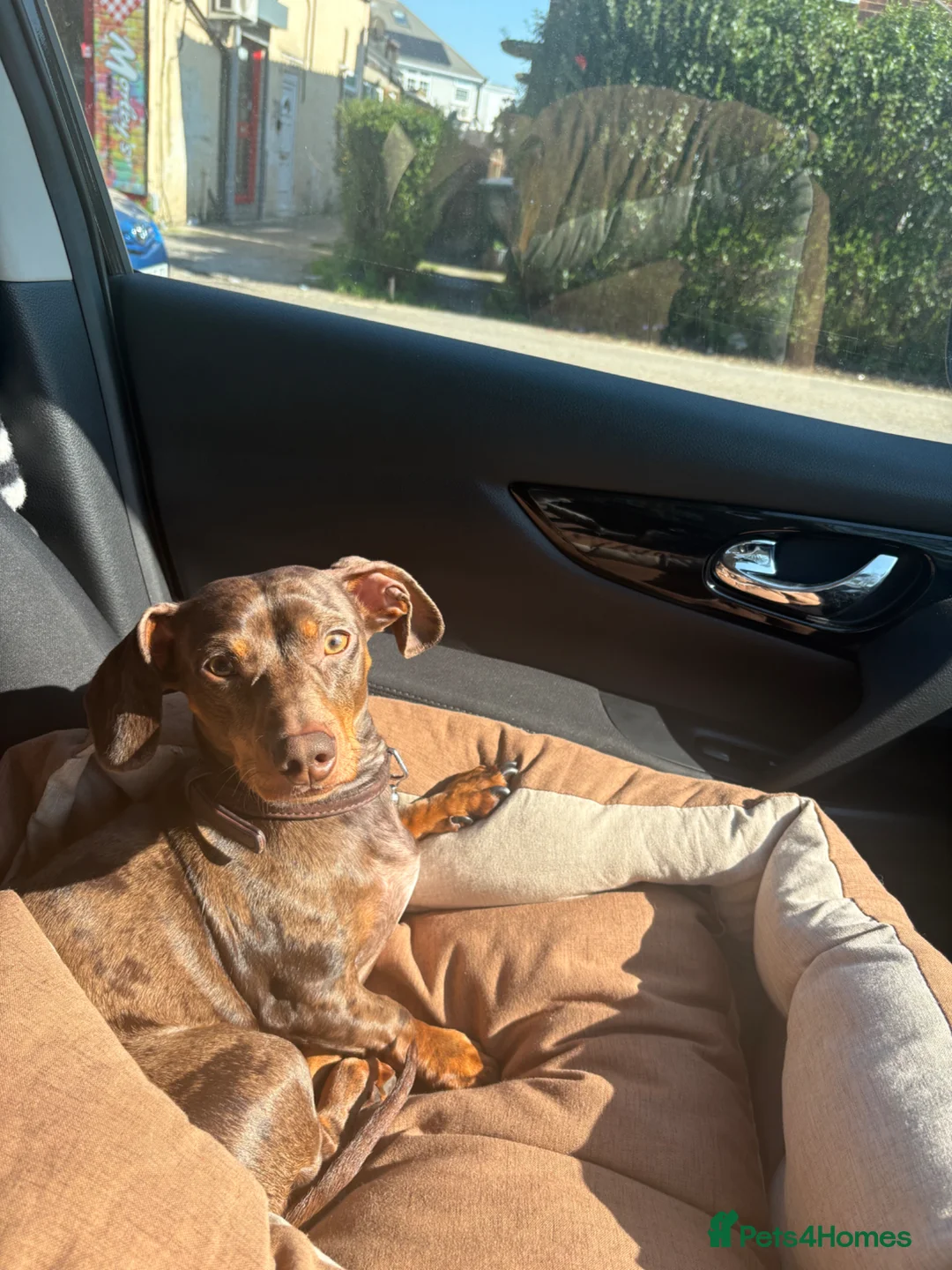 Miniature Dachshund dogs for stud: Miniature brown and black dapple dachshund  in Dartford - Advert 1