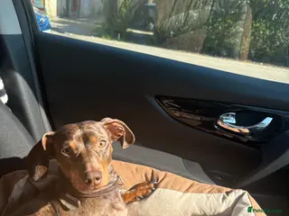 Miniature Dachshund dogs Miniature brown and black dapple dachshund - Advert 5